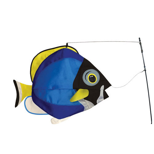 Powder Blue Surgeon Swimming Fish